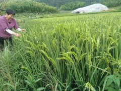 只不外听不出来是哪两个夜猫子成功子而已
